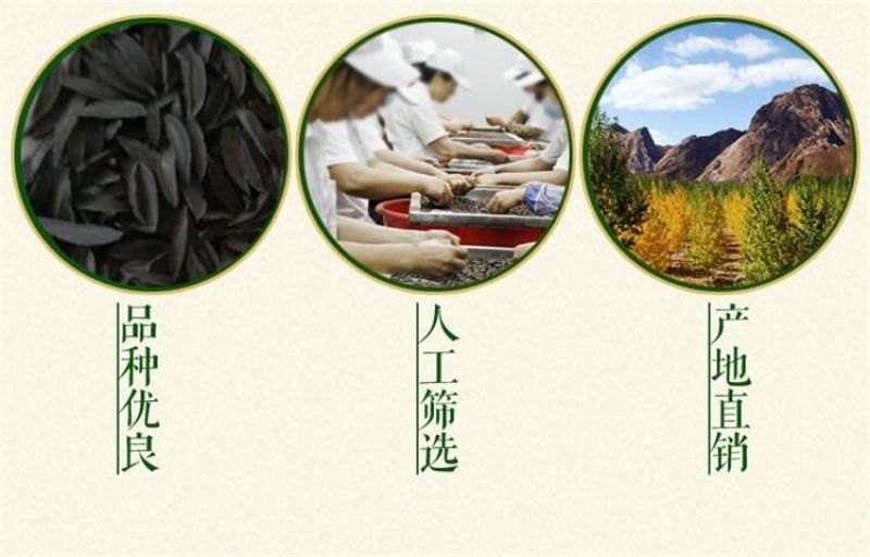 知母种子发芽率90%以上简单易管理生长三年可回收产品