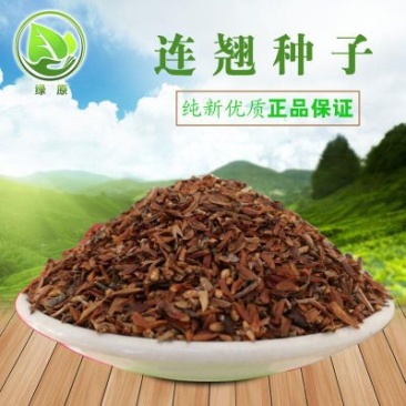 连翘种子纯新籽春季播种花期3-4月育苗20斤/亩