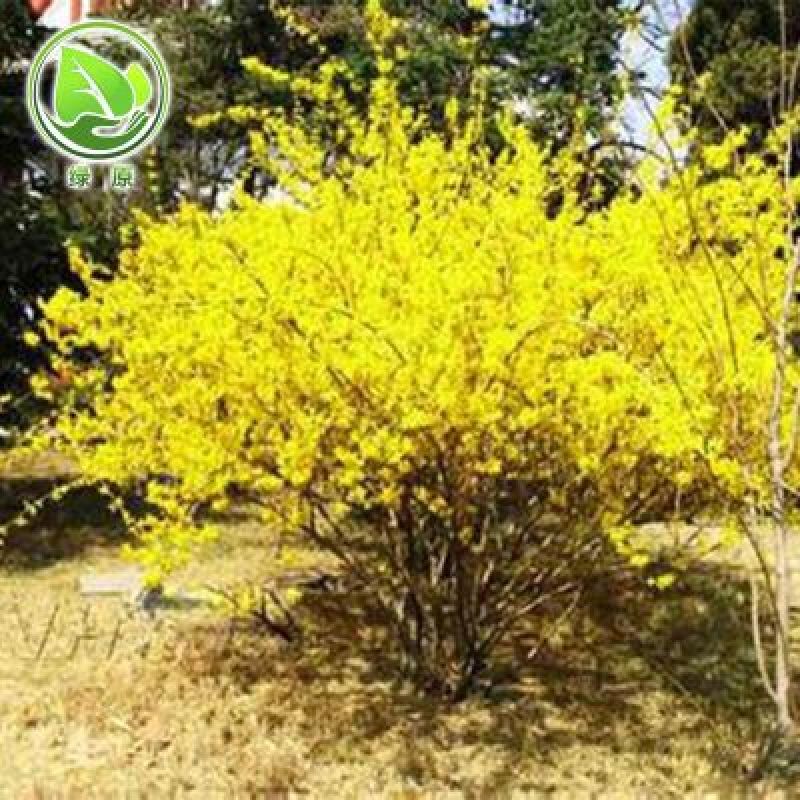 连翘种子纯新籽春季播种花期3-4月育苗20斤/亩