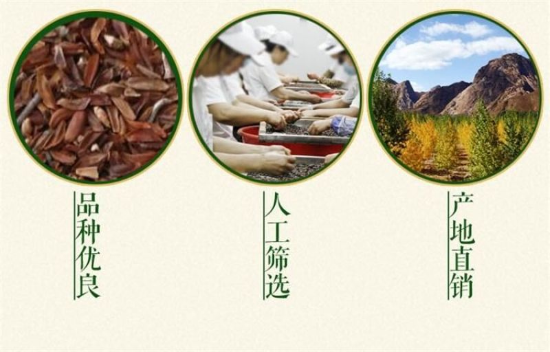 连翘种子纯新籽春季播种花期3-4月育苗20斤/亩