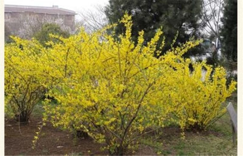 连翘种子纯新籽春季播种花期3-4月育苗20斤/亩