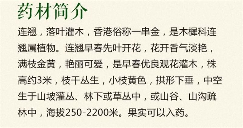 连翘种子纯新籽春季播种花期3-4月育苗20斤/亩
