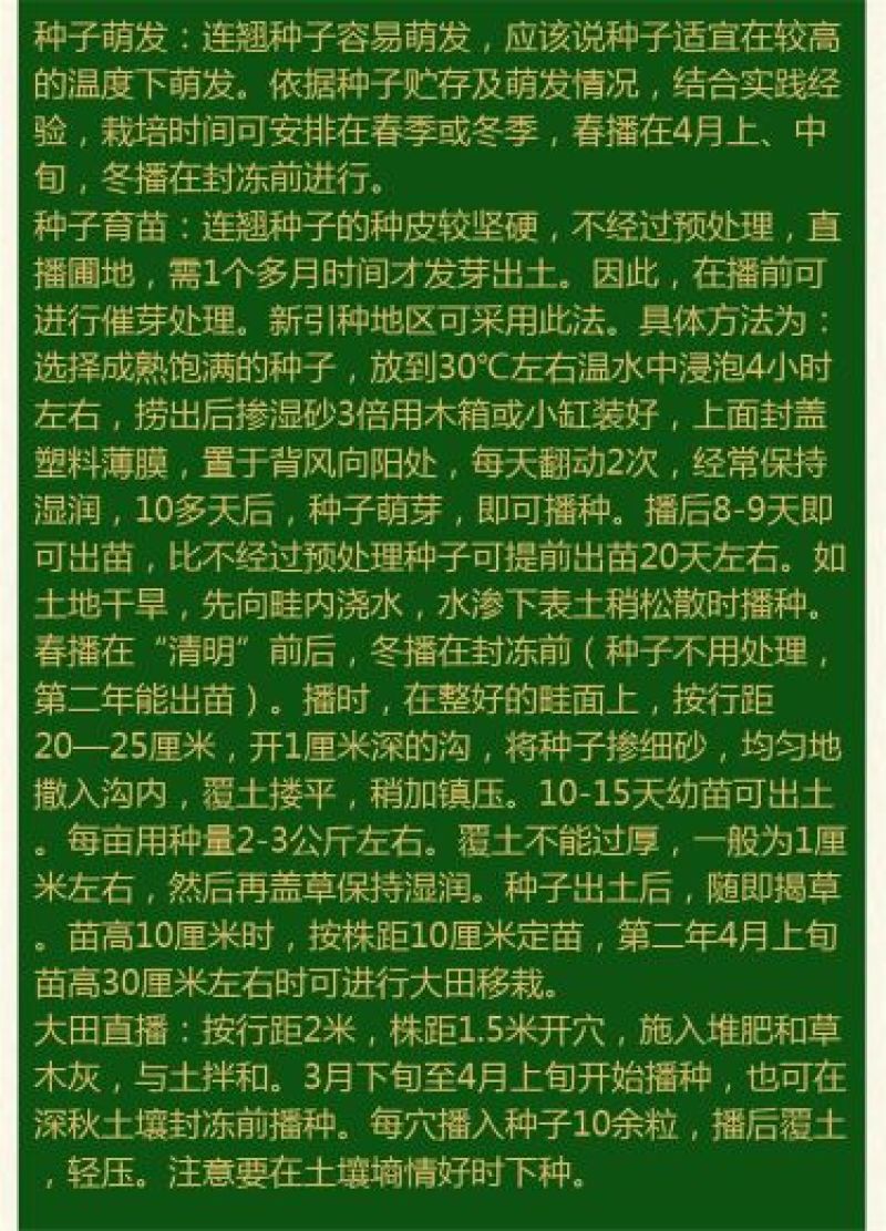 连翘种子纯新籽春季播种花期3-4月育苗20斤/亩
