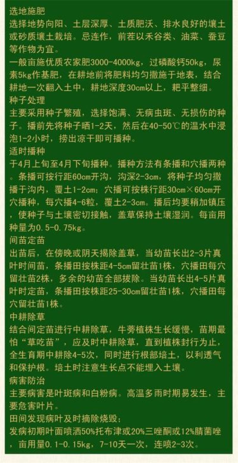 牛蒡种子纯新种子90%以上春季播种5斤/亩管理简单