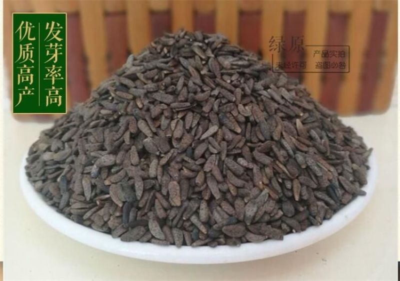 牛蒡种子纯新种子90%以上春季播种5斤/亩管理简单