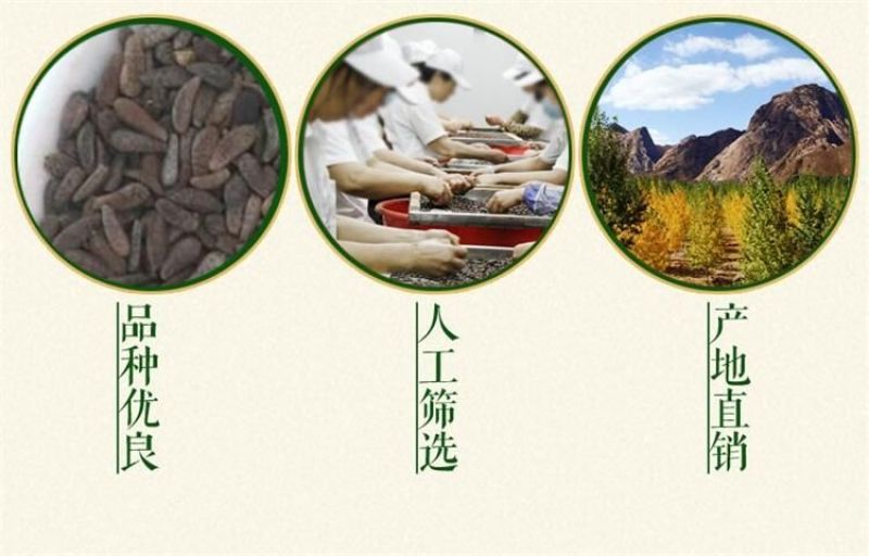 牛蒡种子纯新种子90%以上春季播种5斤/亩管理简单