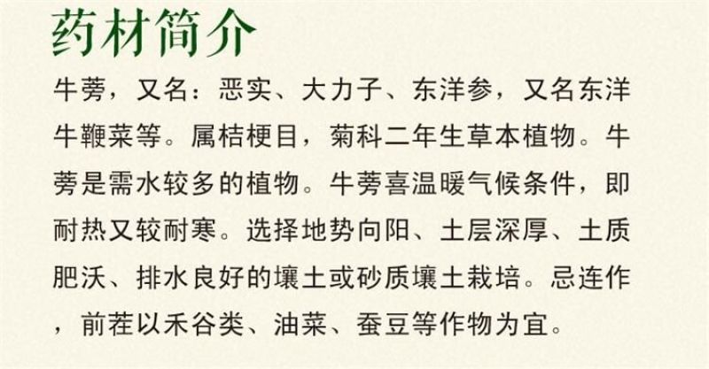 牛蒡种子纯新种子90%以上春季播种5斤/亩管理简单