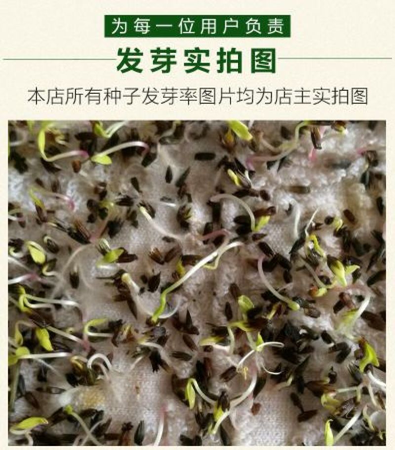 牛膝种子新货90%以上夏季播种简单易管理