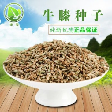 牛膝种子新货90%以上夏季播种简单易管理