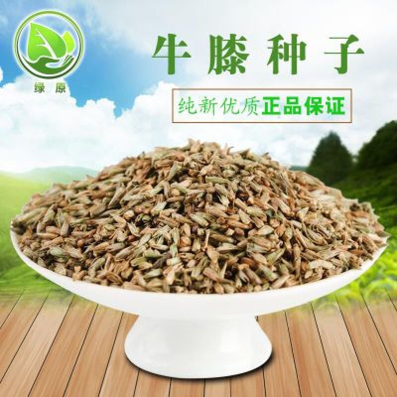 牛膝种子新货90%以上夏季播种简单易管理