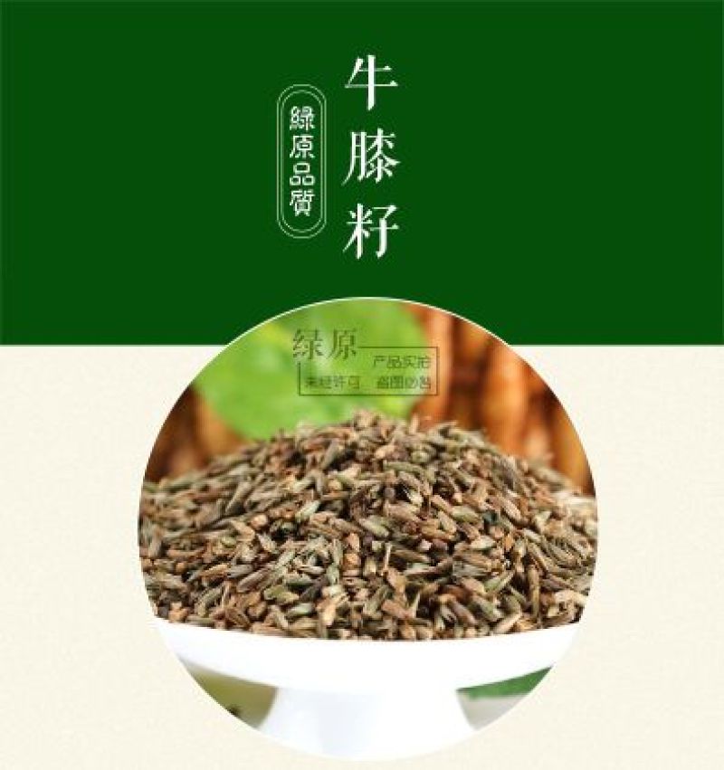 牛膝种子新货90%以上夏季播种简单易管理