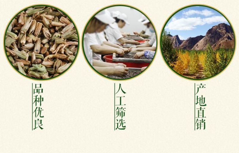 牛膝种子新货90%以上夏季播种简单易管理
