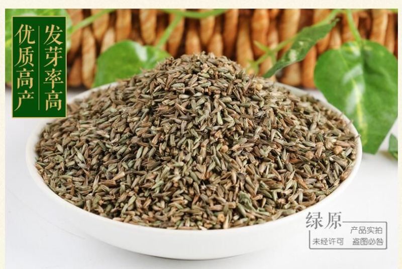 牛膝种子新货90%以上夏季播种简单易管理