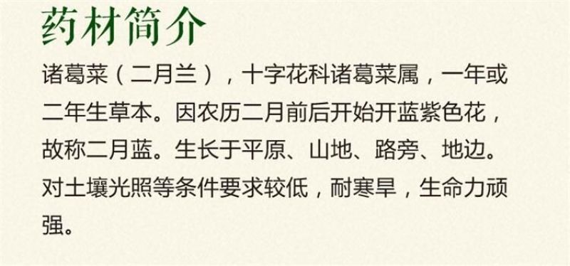 二月兰种子发芽率95%以上花期4-5月适应能力强