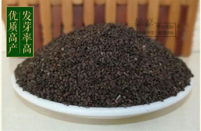 二月兰种子发芽率95%以上花期4-5月适应能力强