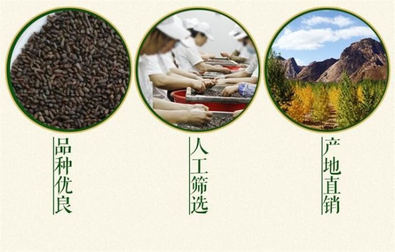 二月兰种子发芽率95%以上花期4-5月适应能力强