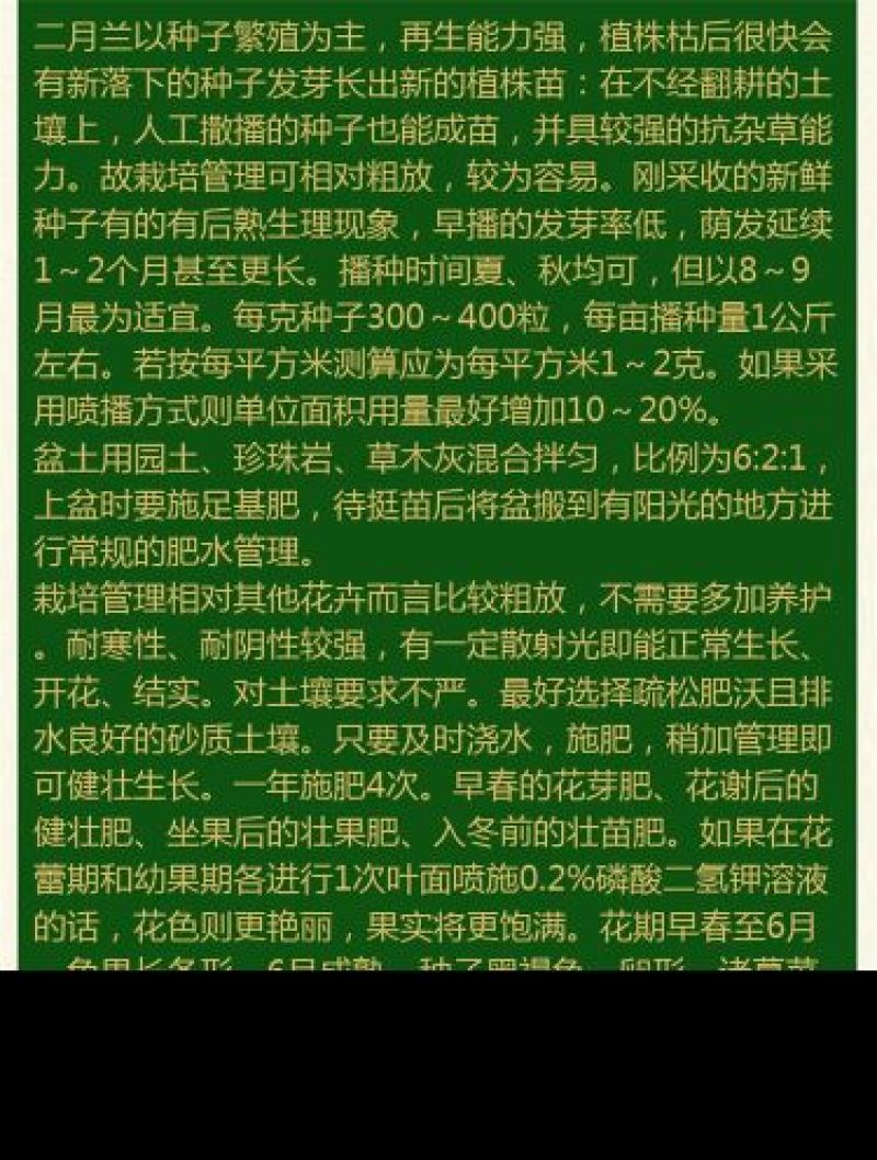二月兰种子发芽率95%以上花期4-5月适应能力强