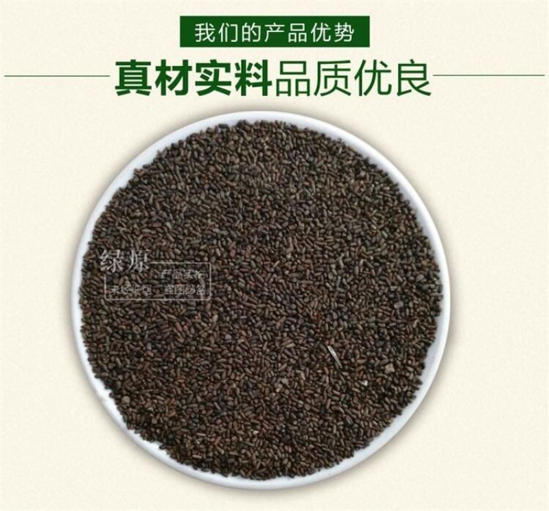 二月兰种子发芽率95%以上花期4-5月适应能力强