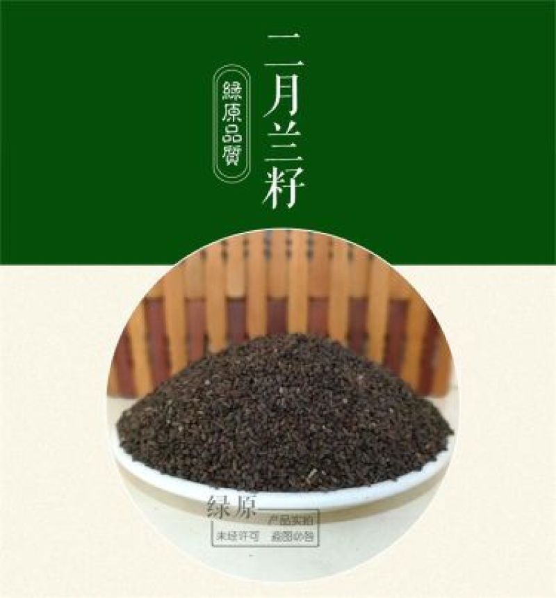 二月兰种子发芽率95%以上花期4-5月适应能力强