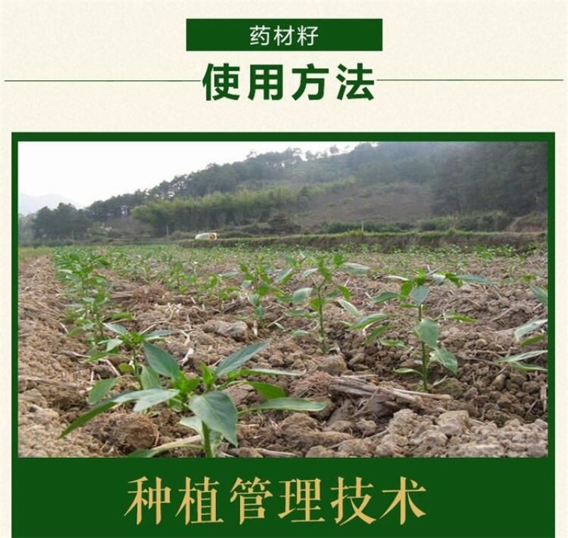二月兰种子发芽率95%以上花期4-5月适应能力强