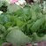 “精选”小白菜，颜色全绿，可供市场，超市