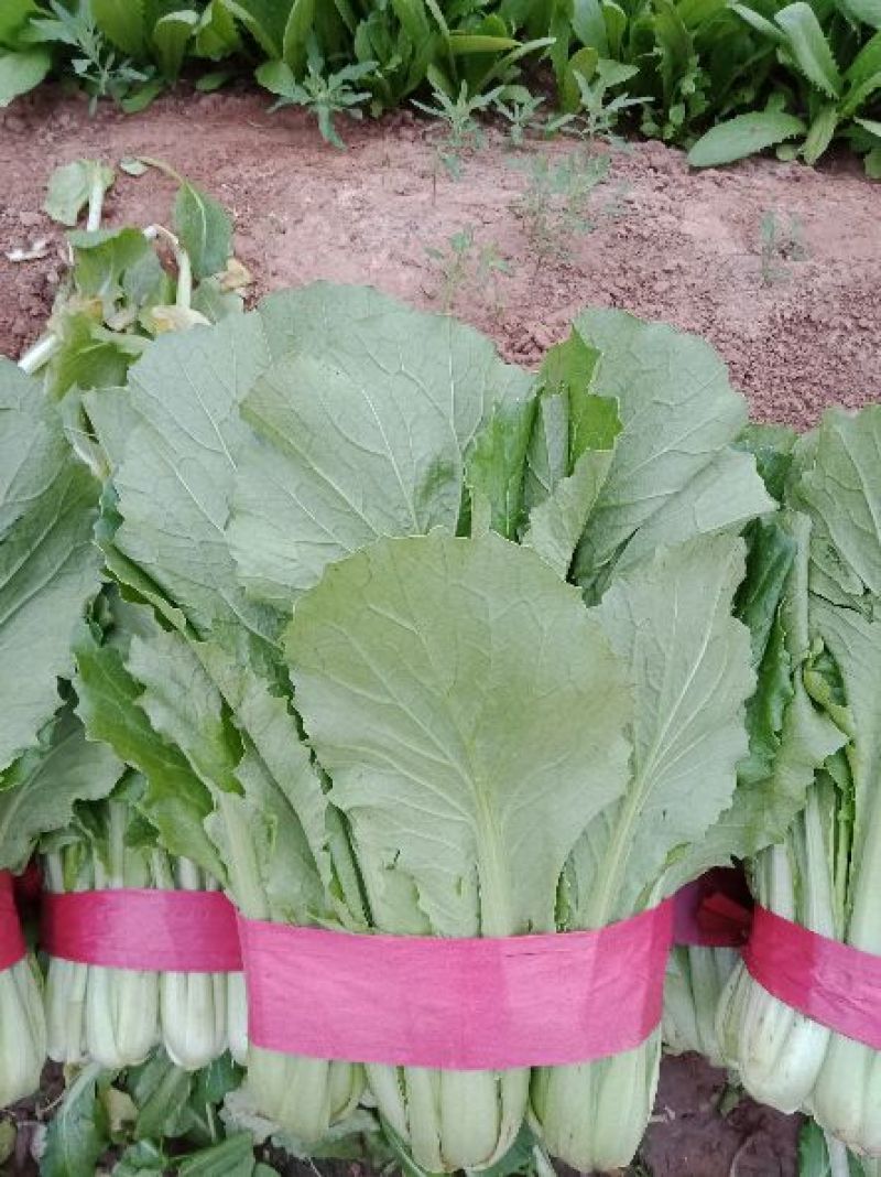“精选”小白菜，颜色全绿，可供市场，超市