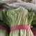 “精选”小白菜，颜色全绿，可供市场，超市