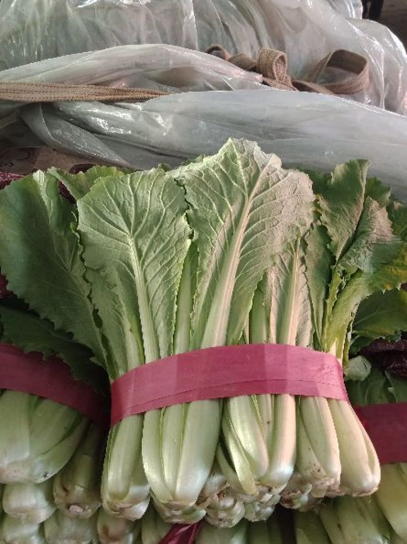 “精选”小白菜，颜色全绿，可供市场，超市
