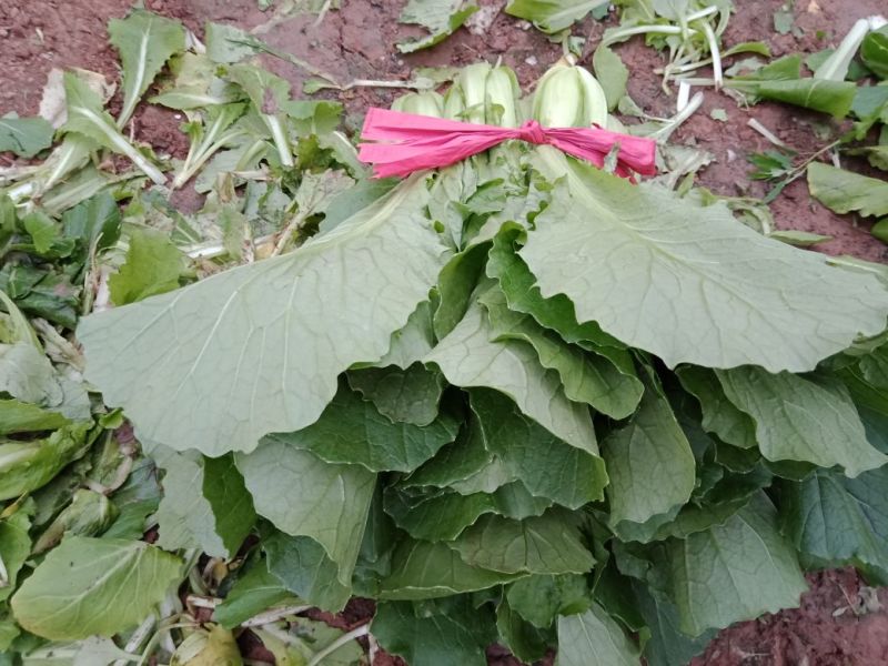 “精选”小白菜，颜色全绿，可供市场，超市