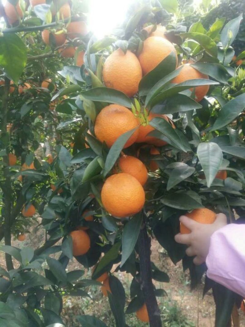 黄果柑5~5.5cm