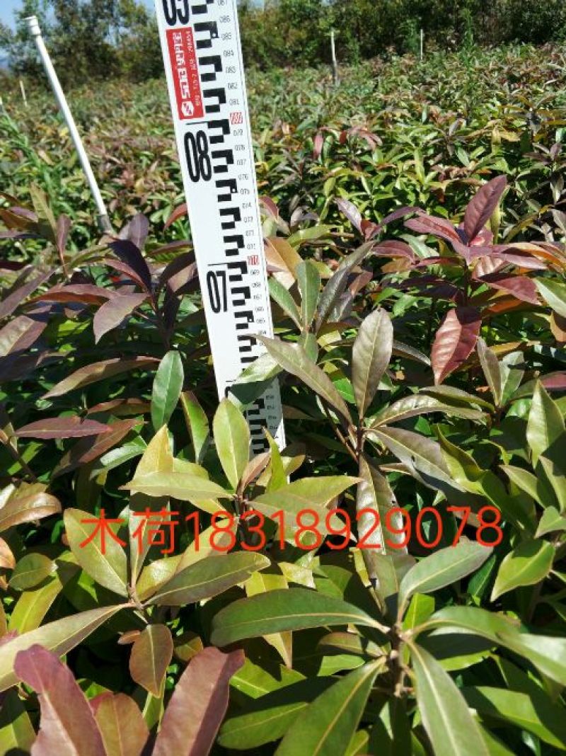 木荷4~6cm0.5~1m