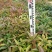 木荷4~6cm0.5~1m
