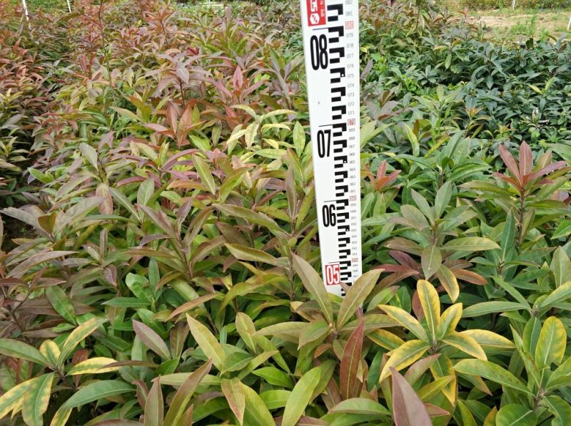 木荷4~6cm0.5~1m