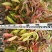 木荷4~6cm0.5~1m