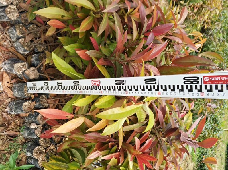 木荷4~6cm0.5~1m