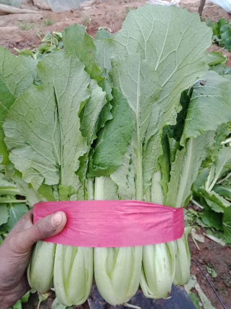 “精选”小白菜，颜色全绿，可供市场，超市