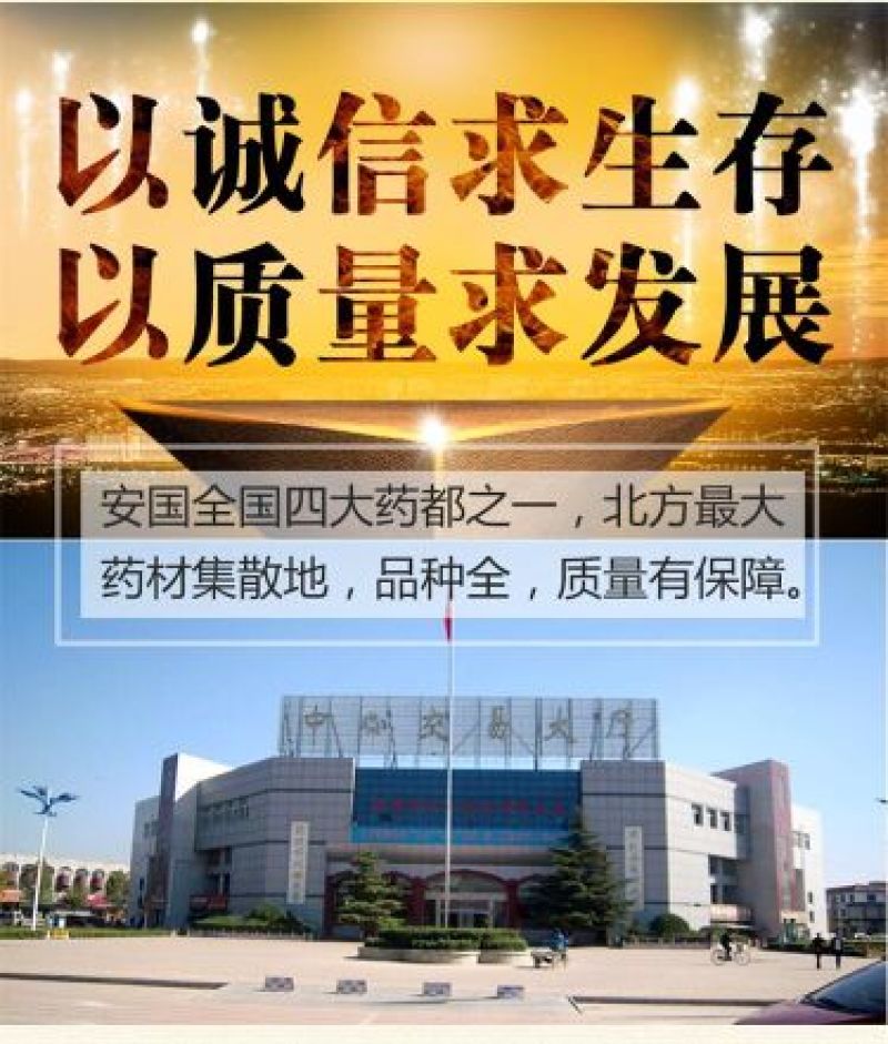 国槐种子纯新种子95%以上春季播种育苗13斤/亩