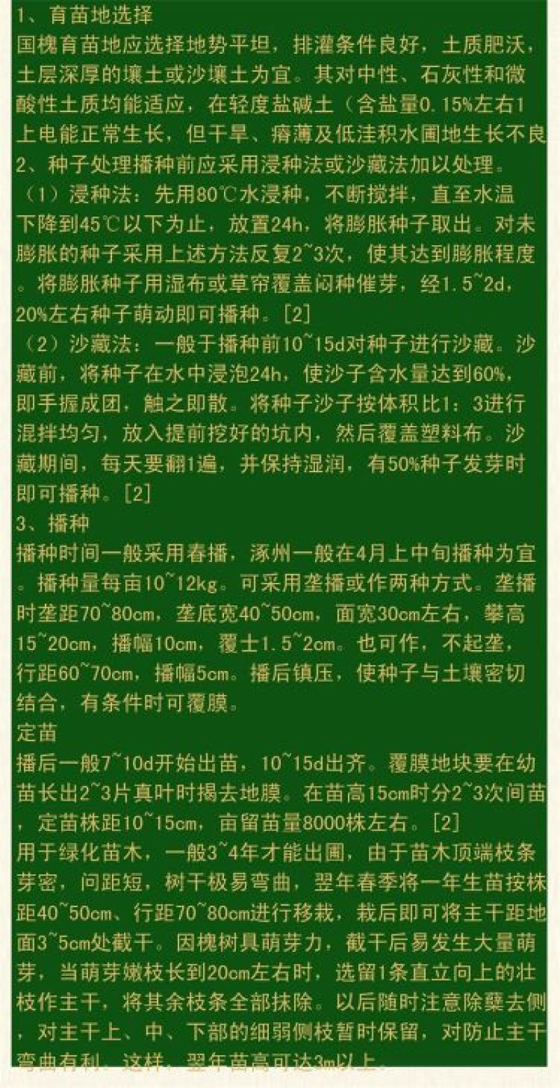 国槐种子纯新种子95%以上春季播种育苗13斤/亩
