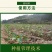 国槐种子纯新种子95%以上春季播种育苗13斤/亩