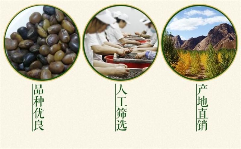 国槐种子纯新种子95%以上春季播种育苗13斤/亩