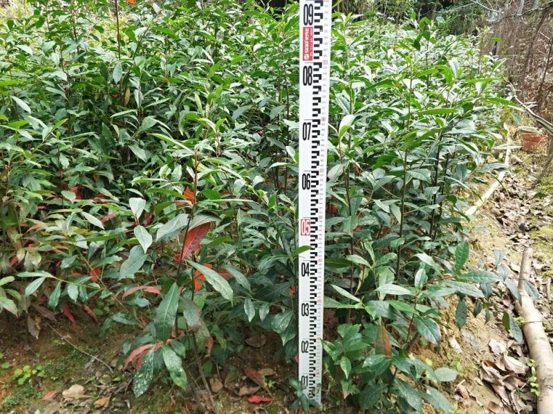 山杜英苗50~60cm籽播
