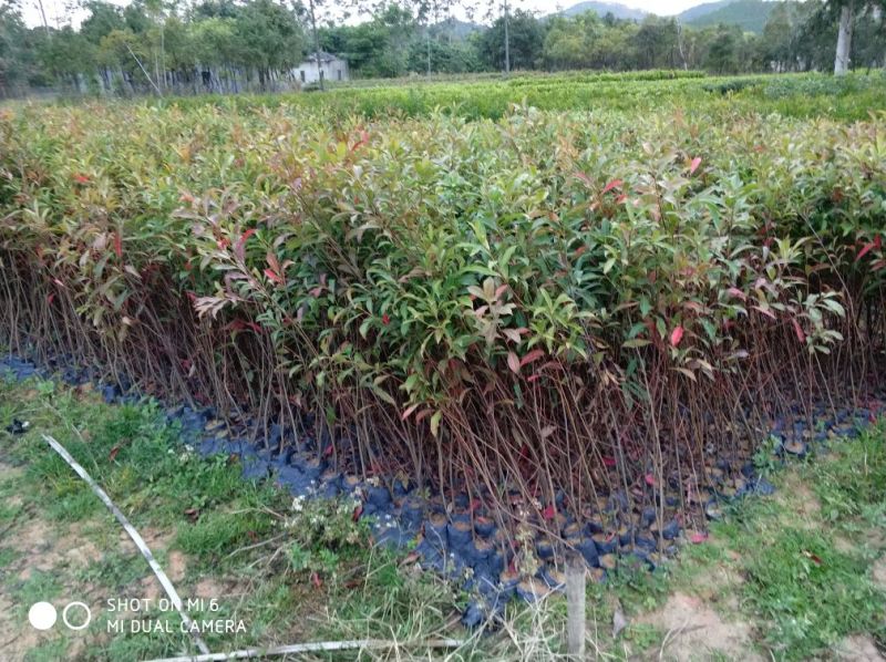 山杜英苗50~60cm籽播