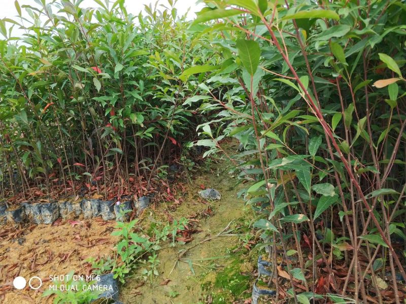 山杜英苗50~60cm籽播
