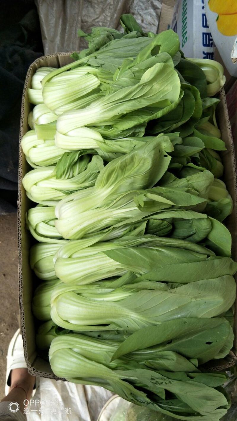 小油菜2两以上