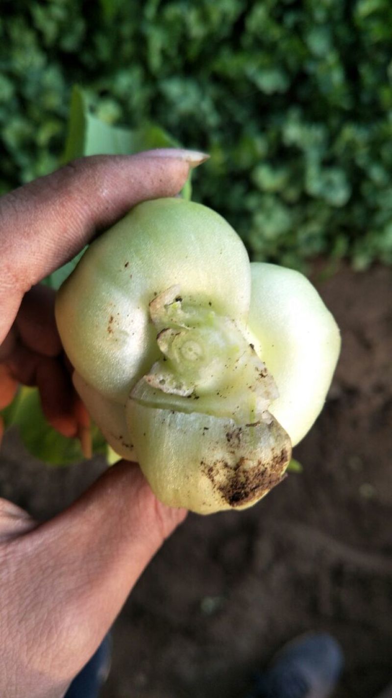 小油菜2两以上
