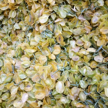 霸王花霸王籽