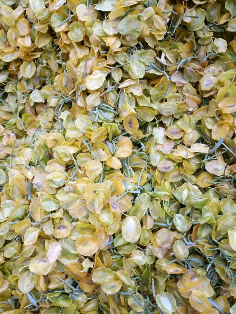 霸王花霸王籽