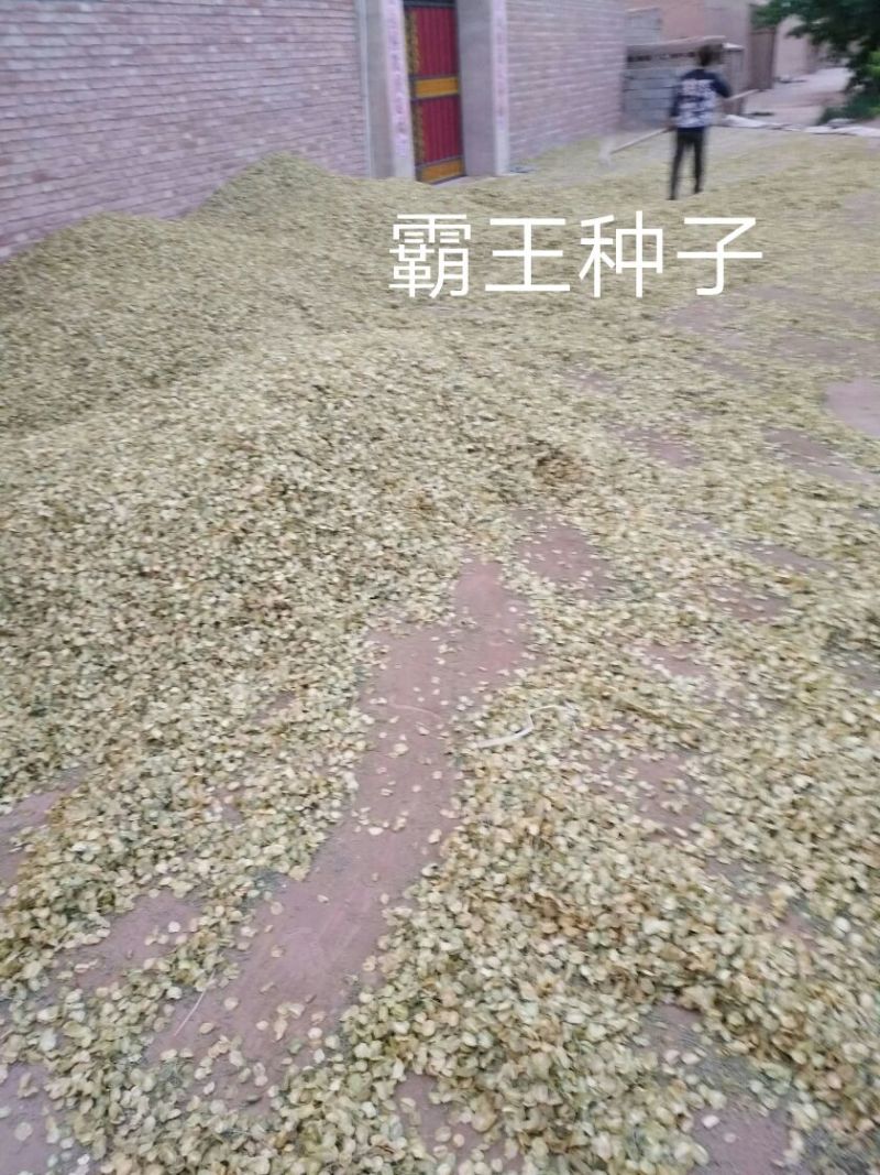 霸王花霸王籽