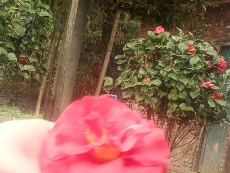 金花茶树苗30~50cm