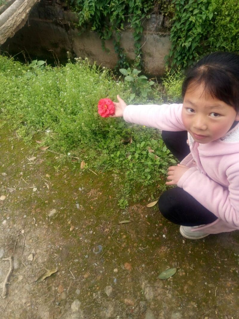 金花茶树苗30~50cm